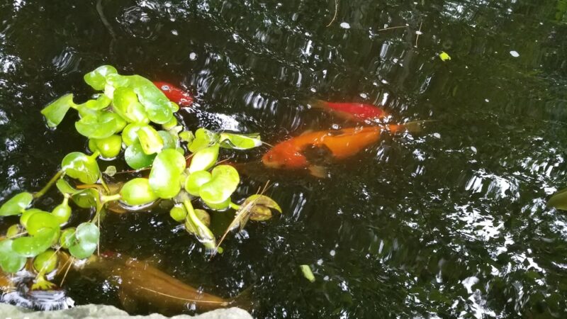 Lost Pond Conservation Area - Chestnut Hill, MA