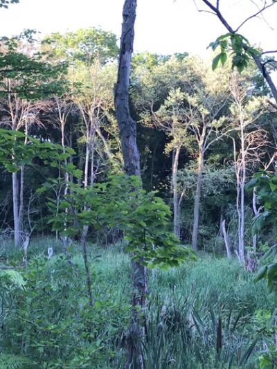 Skyline Park - Chestnut Hill, MA