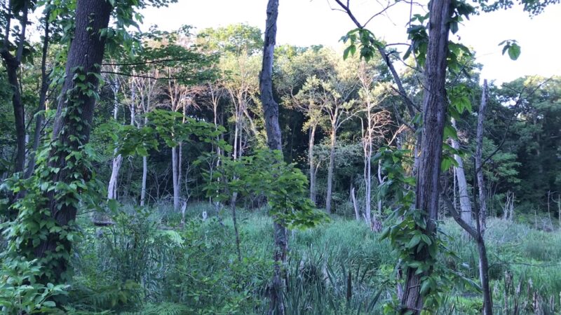 Skyline Park - Chestnut Hill, MA