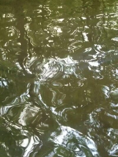 Chestnut Ridge - Chestnut Ridge, PA