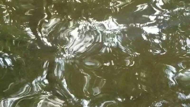 Chestnut Ridge - Chestnut Ridge, PA