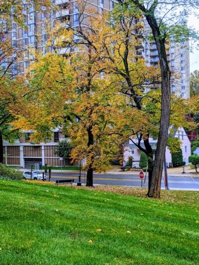 Brookdale Neighborhood Park - Chevy Chase, MD