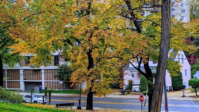 Brookdale Neighborhood Park - Chevy Chase, MD