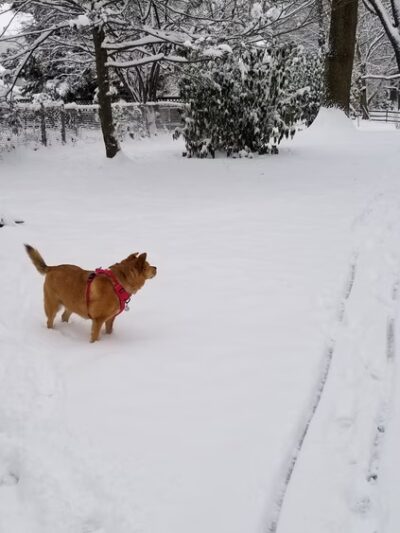 Brookdale Neighborhood Park - Chevy Chase, MD