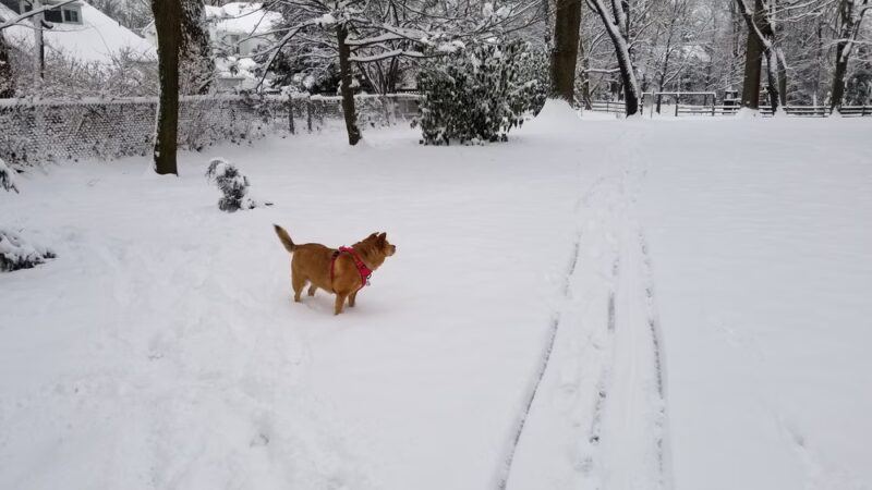 Brookdale Neighborhood Park - Chevy Chase, MD