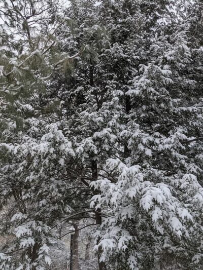 Elm Street Urban Park - Chevy Chase, MD