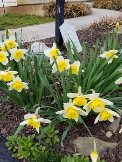 Jones Mill Road Park Playground - Chevy Chase, MD