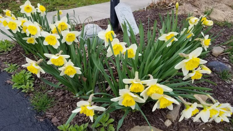 Jones Mill Road Park Playground - Chevy Chase, MD