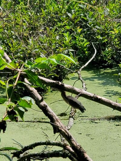 Jones Mill Road Park Playground - Chevy Chase, MD