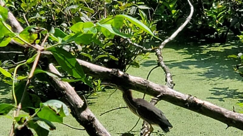 Jones Mill Road Park Playground - Chevy Chase, MD