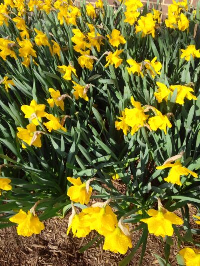 Leland Neighborhood Park - Chevy Chase, MD