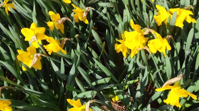 Leland Neighborhood Park - Chevy Chase, MD