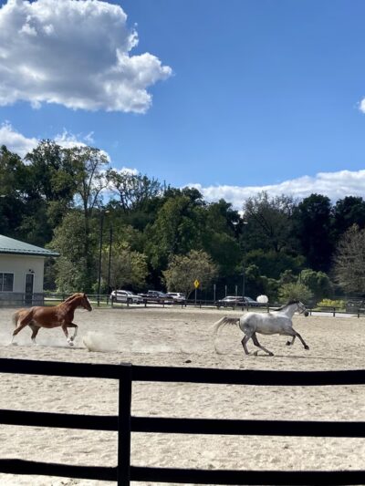 Meadowbrook Local Park - Chevy Chase, MD