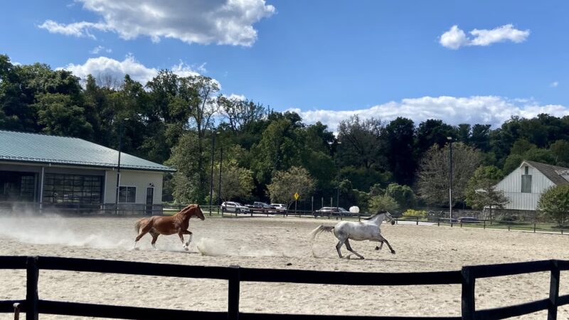Meadowbrook Local Park - Chevy Chase, MD