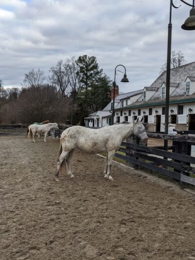 Meadowbrook Local Park - Chevy Chase, MD