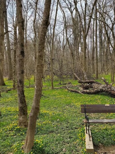 Meadowbrook Local Park - Softball Fields #4, 5, and 6 - Chevy Chase, MD