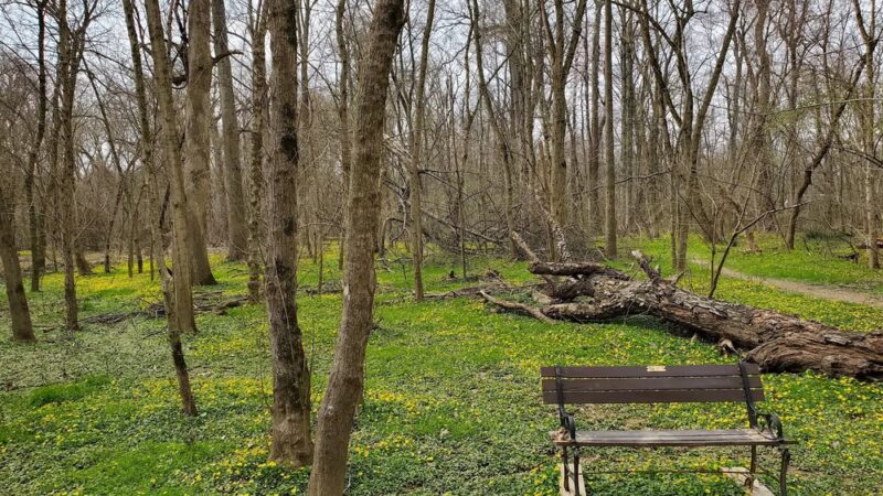 Meadowbrook Local Park - Softball Fields #4, 5, and 6 - Chevy Chase, MD