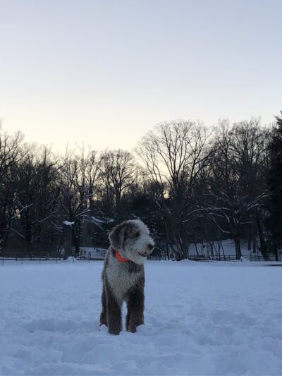 Meadowbrook Local Park - Softball Fields #4, 5, and 6 - Chevy Chase, MD