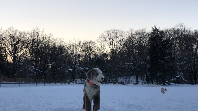 Meadowbrook Local Park - Softball Fields #4, 5, and 6 - Chevy Chase, MD