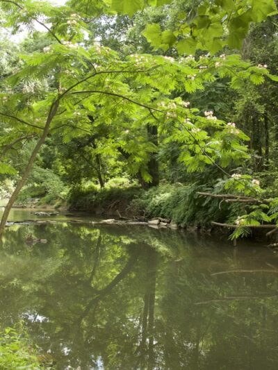 Ray’s Meadow Local Park - Chevy Chase, MD