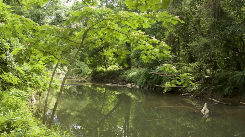 Ray’s Meadow Local Park - Chevy Chase, MD