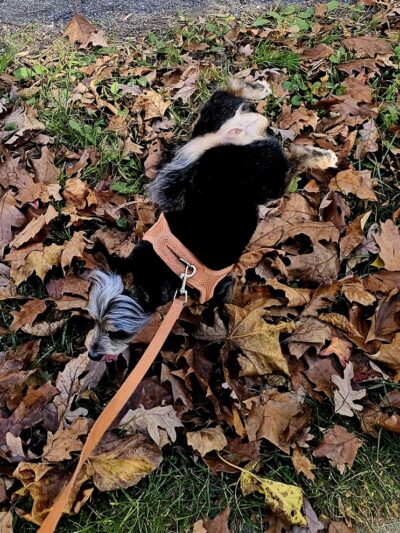 Rock Creek SVU 2 North end - Chevy Chase, MD