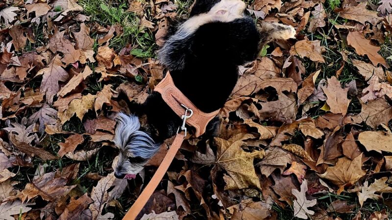 Rock Creek SVU 2 North end - Chevy Chase, MD