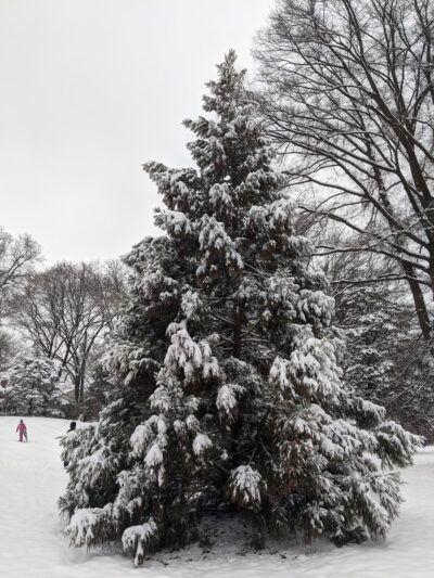 Western Grove Urban Park - Chevy Chase, MD