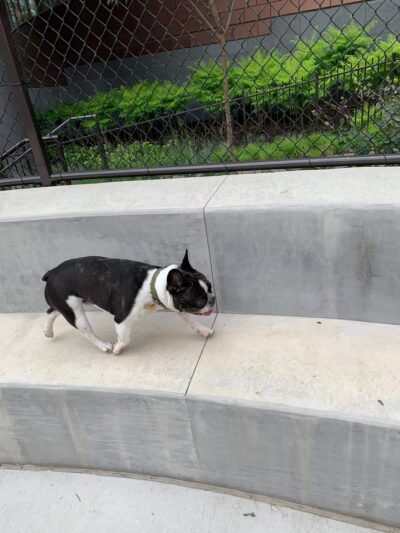 Dog park - Chicago, IL