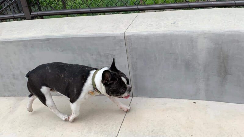 Dog park - Chicago, IL