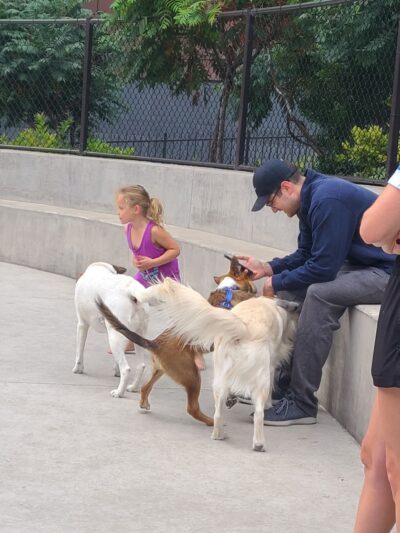 Dog park - Chicago, IL