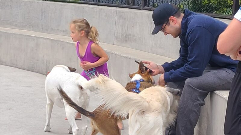 Dog park - Chicago, IL