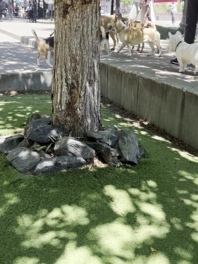 Bartelme Dog Friendly Area - Chicago, IL