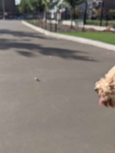 Bronzeville Dog Park #592 - Chicago, IL