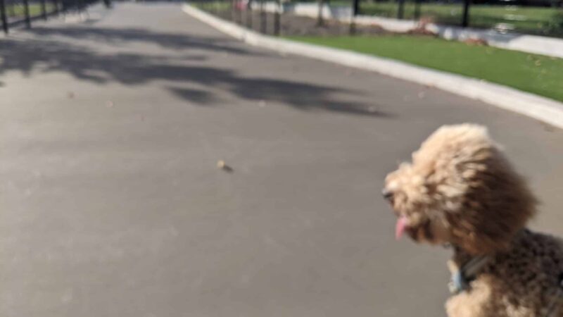 Bronzeville Dog Park #592 - Chicago, IL