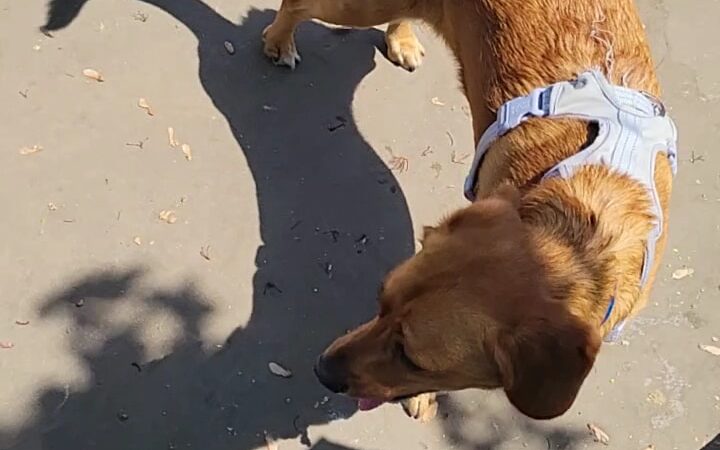 Bronzeville Dog Park #592 - Chicago, IL