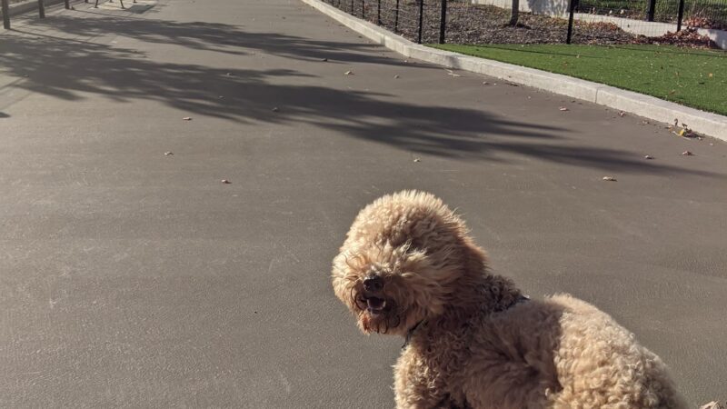 Bronzeville Dog Park #592 - Chicago, IL