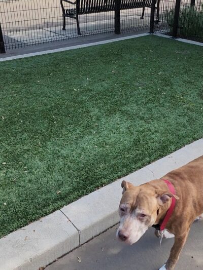 Bronzeville Dog Park #592 - Chicago, IL