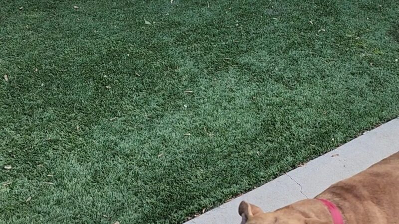 Bronzeville Dog Park #592 - Chicago, IL