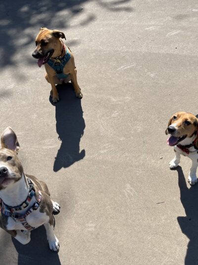 Bronzeville Dog Park: Park# 590 - Chicago, IL