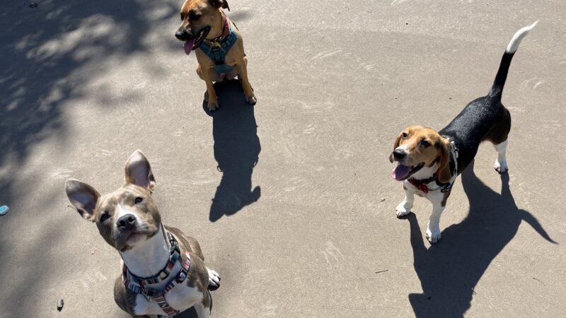 Bronzeville Dog Park: Park# 590 - Chicago, IL