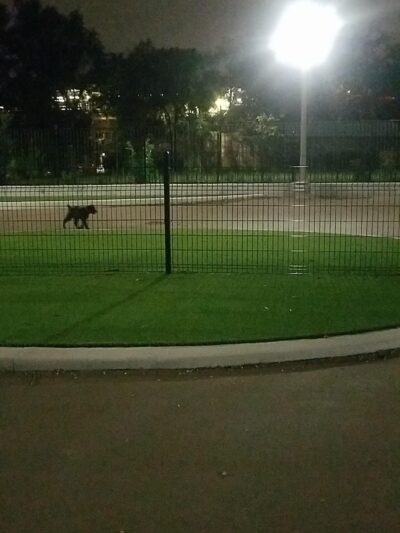 Bronzeville Dog Park: Park# 590 - Chicago, IL