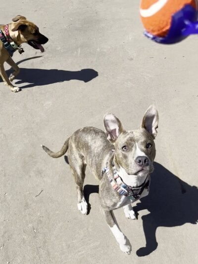Bronzeville Dog Park: Park# 590 - Chicago, IL