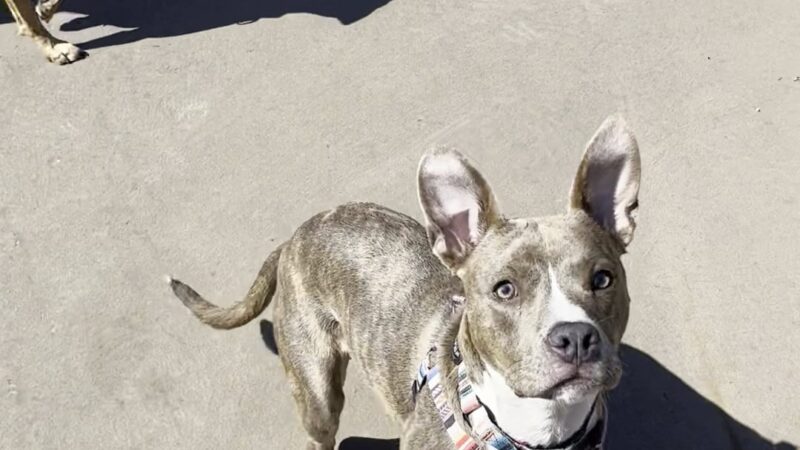 Bronzeville Dog Park: Park# 590 - Chicago, IL