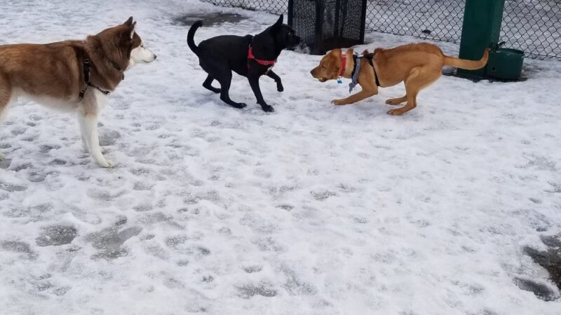 Buena Circle Park - Chicago, IL