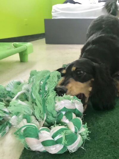 Citizen Canine - Chicago, IL
