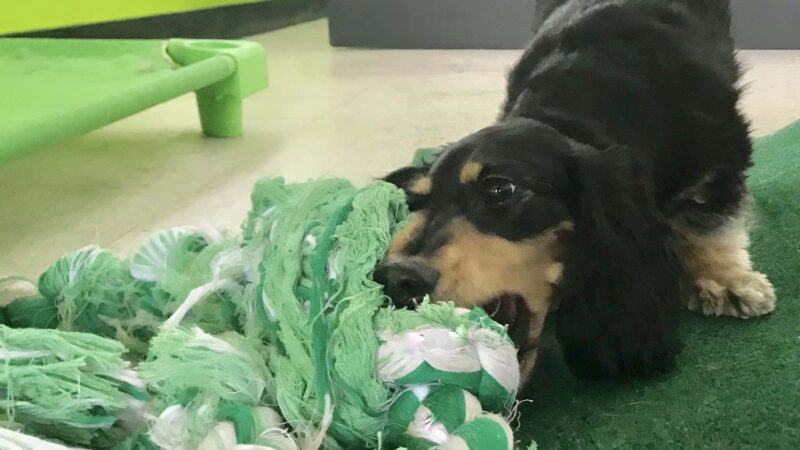 Citizen Canine - Chicago, IL