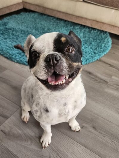 Citizen Canine - Chicago, IL