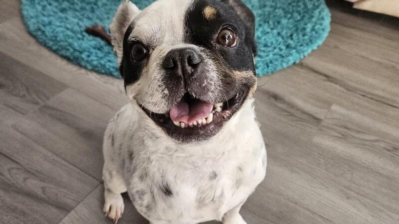 Citizen Canine - Chicago, IL
