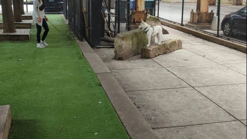 Coliseum Park Dog Friendly Area - Chicago, IL